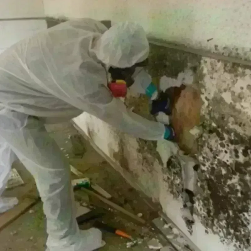 Mold Remediation and Removal in Ransom County, ND